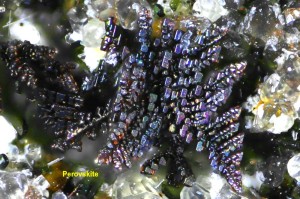 Photo 20 Perovskire Graulei.jpg