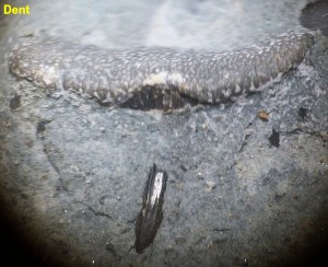 Photo 21hybodus2 vue linguale.jpg