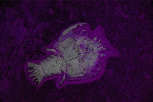 Photo MUSEE DE M THUSSEAUD 49.JPG